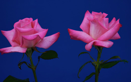 1539947 (a): :2880x1800